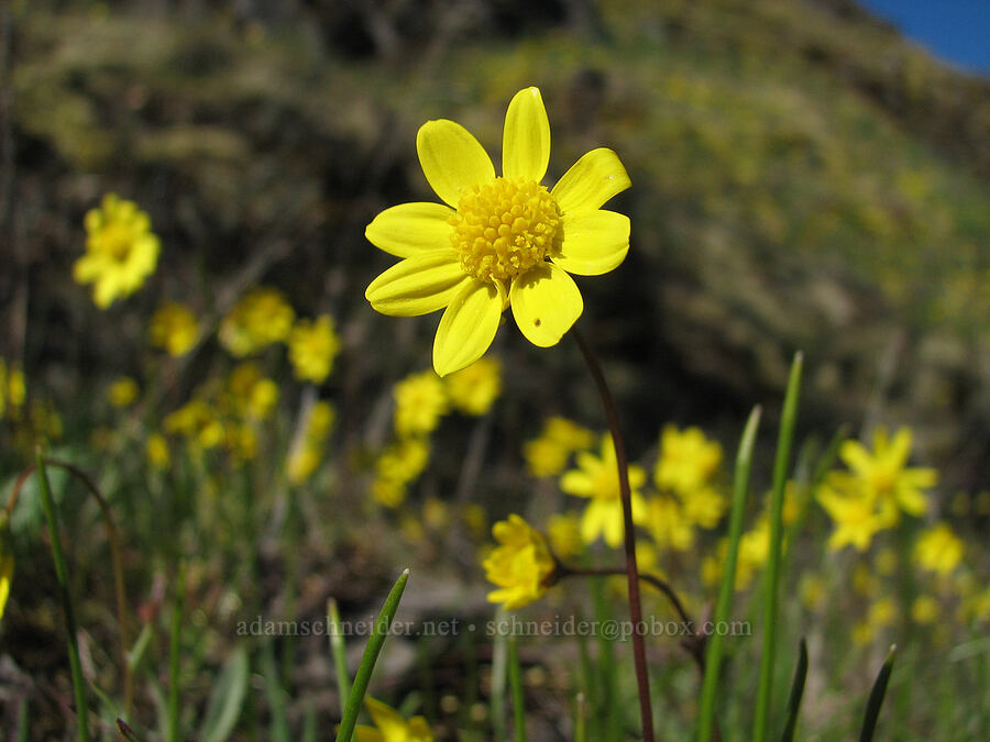 gold stars (Crocidium multicaule) [Catherine Creek, Gifford Pinchot National Forest, Klickitat County, Washington]