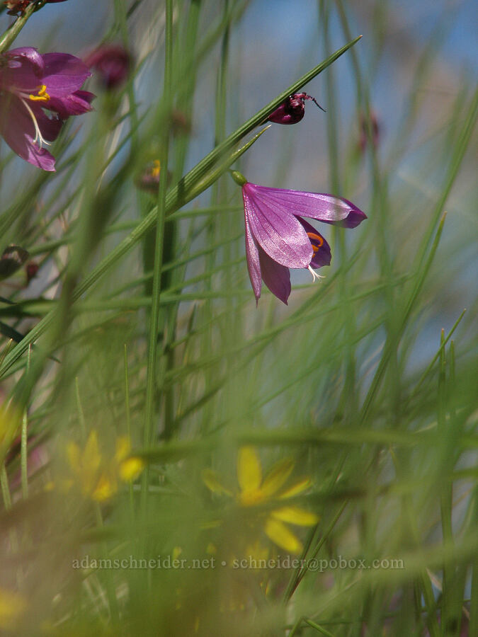 grass widow (Olsynium douglasii) [Catherine Creek, Gifford Pinchot National Forest, Klickitat County, Washington]