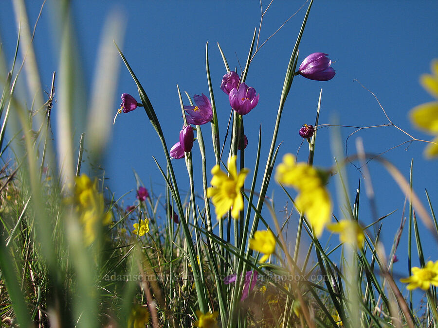 grass widows & gold stars (Olsynium douglasii, Crocidium multicaule) [Catherine Creek, Gifford Pinchot National Forest, Klickitat County, Washington]