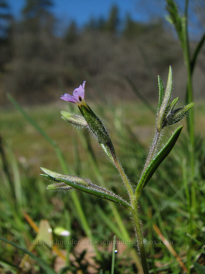 slender phlox (Microsteris gracilis (Phlox gracilis)) [Catherine Creek, Gifford Pinchot National Forest, Klickitat County, Washington]
