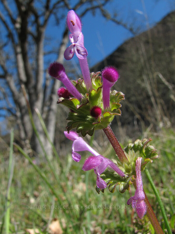 clasping hen-bit (Lamium amplexicaule) [Catherine Creek, Gifford Pinchot National Forest, Klickitat County, Washington]
