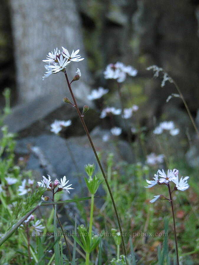 small-flowered prairie star (Lithophragma parviflorum) [Catherine Creek, Gifford Pinchot National Forest, Klickitat County, Washington]
