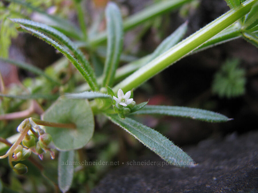 bedstraw & miner's lettuce (Galium aparine, Claytonia perfoliata (Montia perfoliata)) [Catherine Creek, Gifford Pinchot National Forest, Klickitat County, Washington]