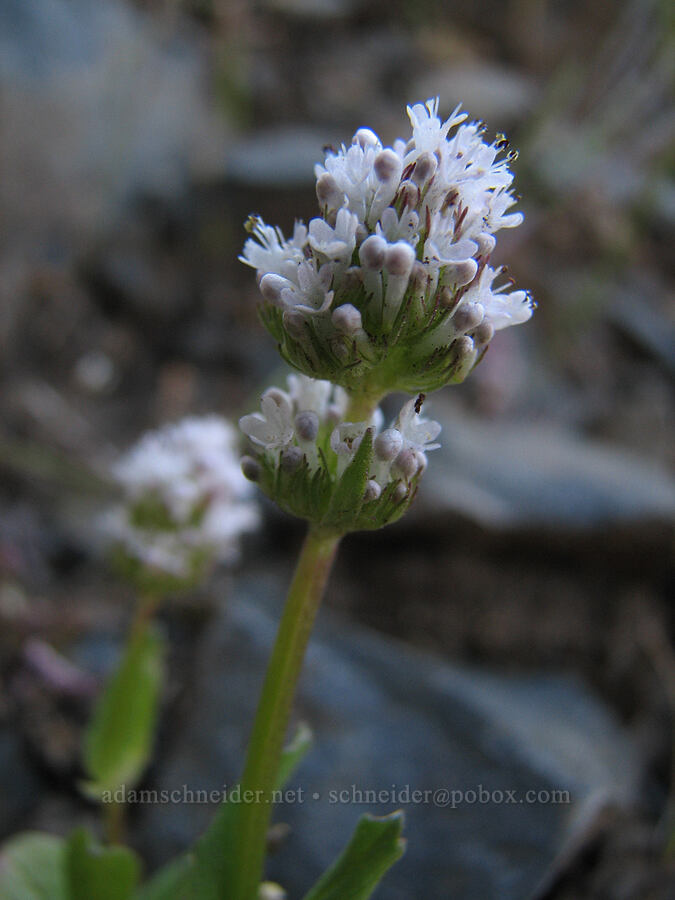 white plectritis (Plectritis macrocera) [Catherine Creek, Gifford Pinchot National Forest, Klickitat County, Washington]
