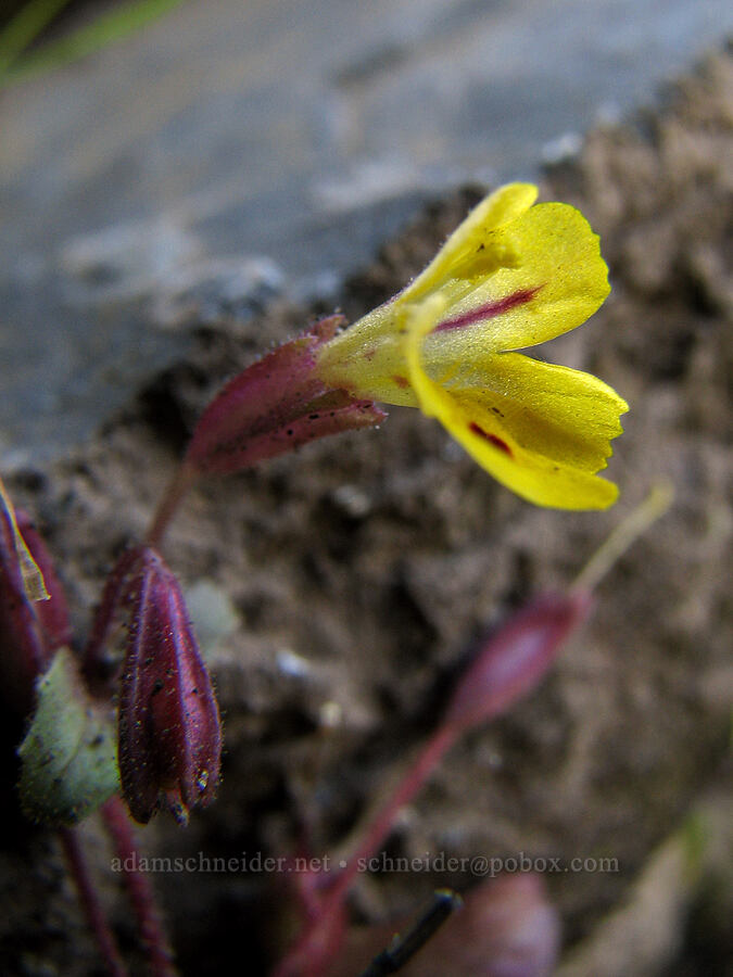 chickweed monkeyflower (Erythranthe alsinoides (Mimulus alsinoides)) [Catherine Creek, Gifford Pinchot National Forest, Klickitat County, Washington]