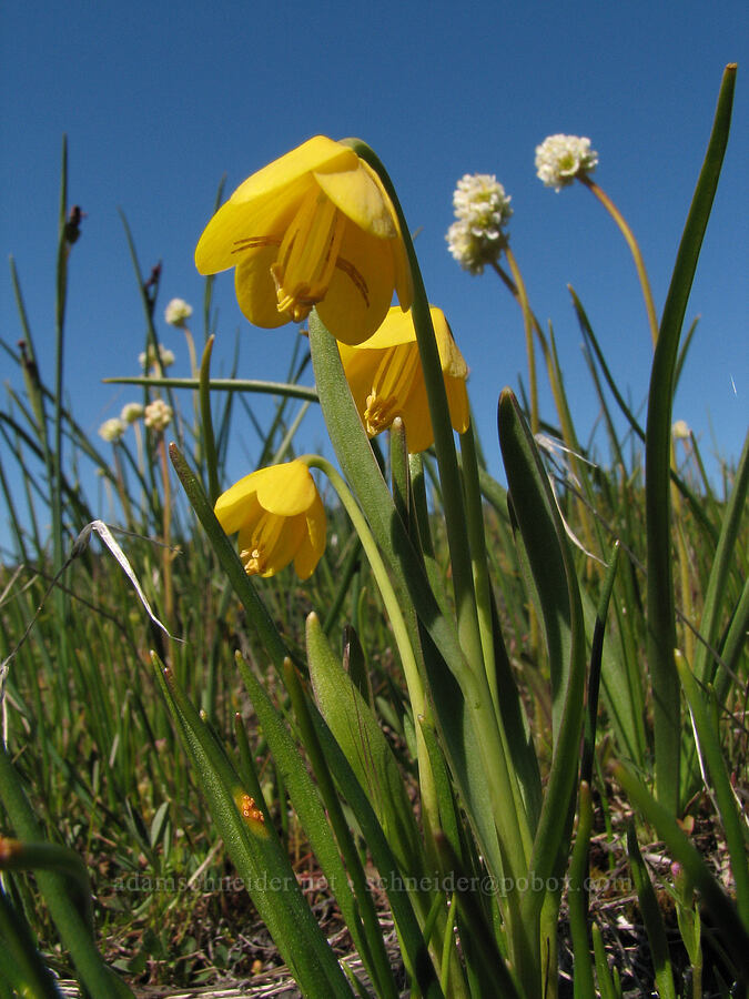 yellow bells (Fritillaria pudica) [east of Catherine Creek, Gifford Pinchot National Forest, Klickitat County, Washington]