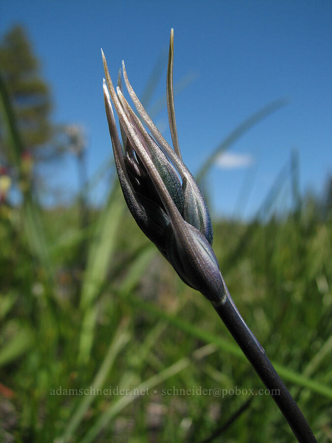 camas, budding (Camassia quamash) [east of Catherine Creek, Gifford Pinchot National Forest, Klickitat County, Washington]