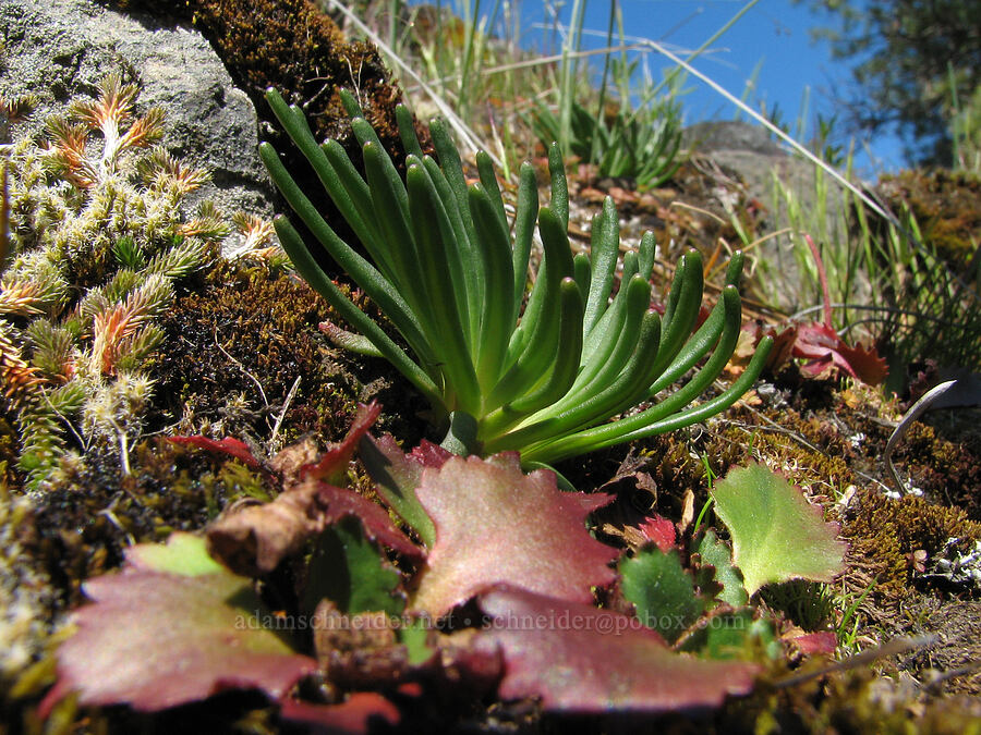 bitterroot leaves (Lewisia rediviva) [east of Catherine Creek, Gifford Pinchot National Forest, Klickitat County, Washington]