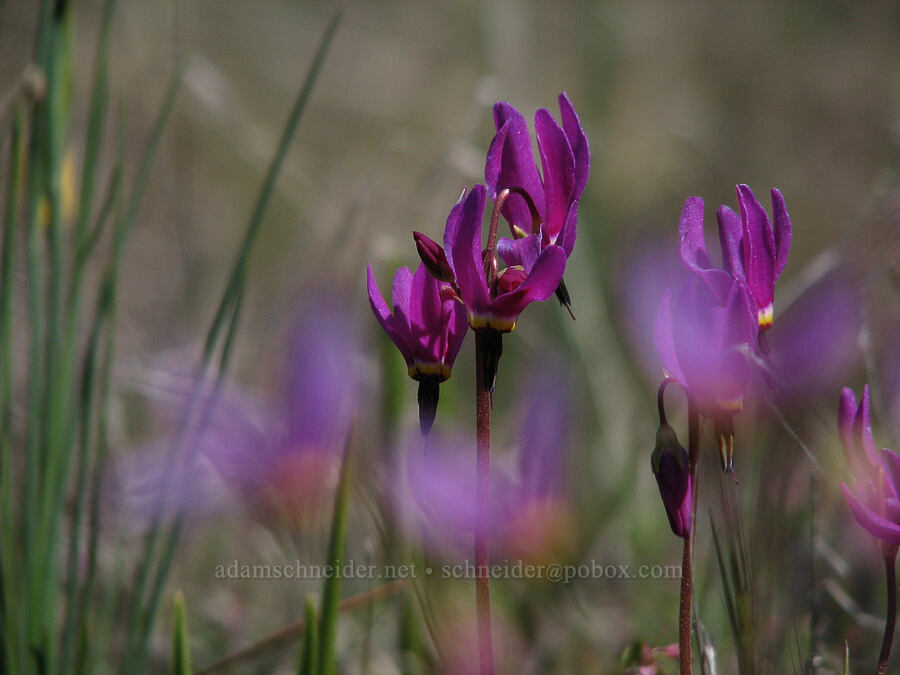 poet's shooting star (Dodecatheon poeticum (Primula poetica)) [east of Catherine Creek, Gifford Pinchot National Forest, Klickitat County, Washington]