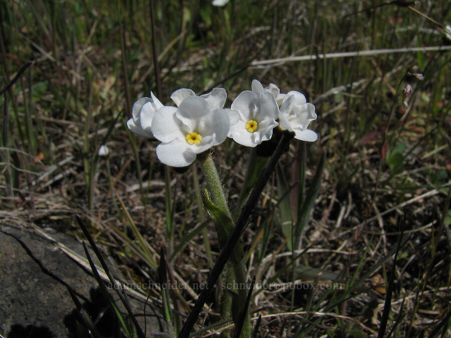 rusty popcorn flower (Plagiobothrys nothofulvus) [east of Catherine Creek, Gifford Pinchot National Forest, Klickitat County, Washington]