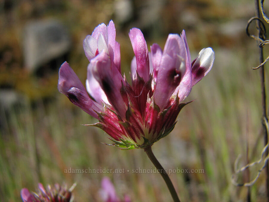few-flowered clover (?) (Trifolium oliganthum) [Major Creek, Gifford Pinchot National Forest, Klickitat County, Washington]