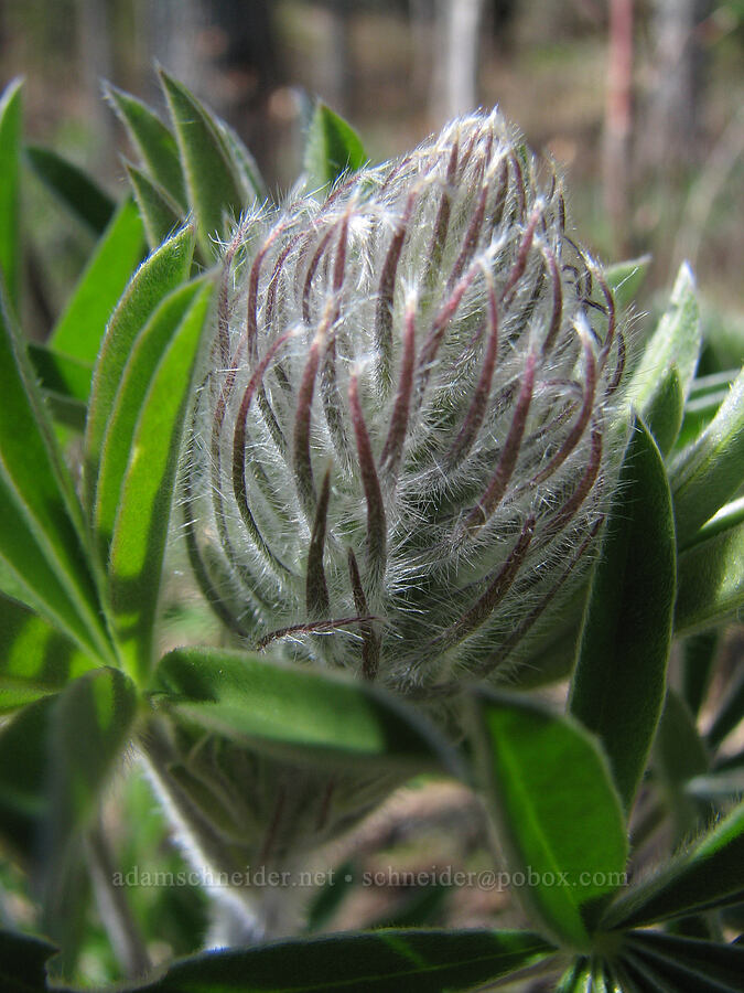 lupine, budding (Lupinus sp.) [Major Creek, Gifford Pinchot National Forest, Klickitat County, Washington]