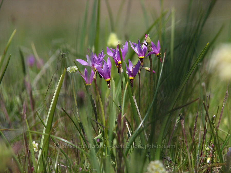poet's shooting star (Dodecatheon poeticum (Primula poetica)) [Catherine Creek, Gifford Pinchot National Forest, Klickitat County, Washington]