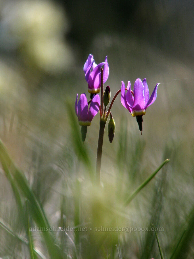 poet's shooting star (Dodecatheon poeticum (Primula poetica)) [Catherine Creek, Gifford Pinchot National Forest, Klickitat County, Washington]