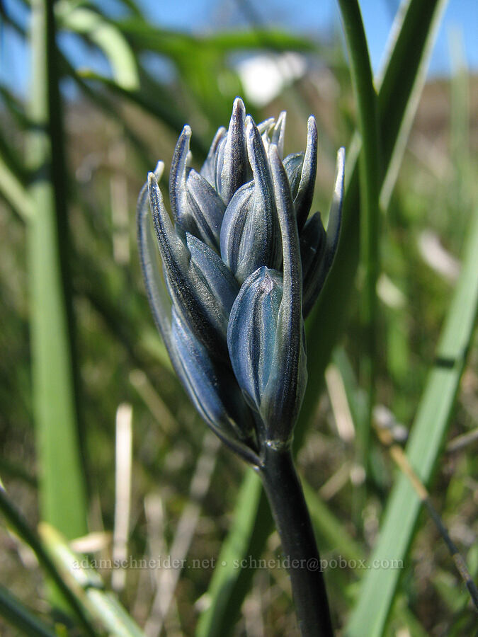 camas, budding (Camassia quamash) [Catherine Creek, Gifford Pinchot National Forest, Klickitat County, Washington]