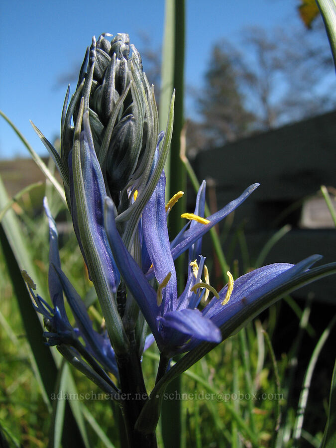 camas (Camassia quamash) [Catherine Creek, Gifford Pinchot National Forest, Klickitat County, Washington]