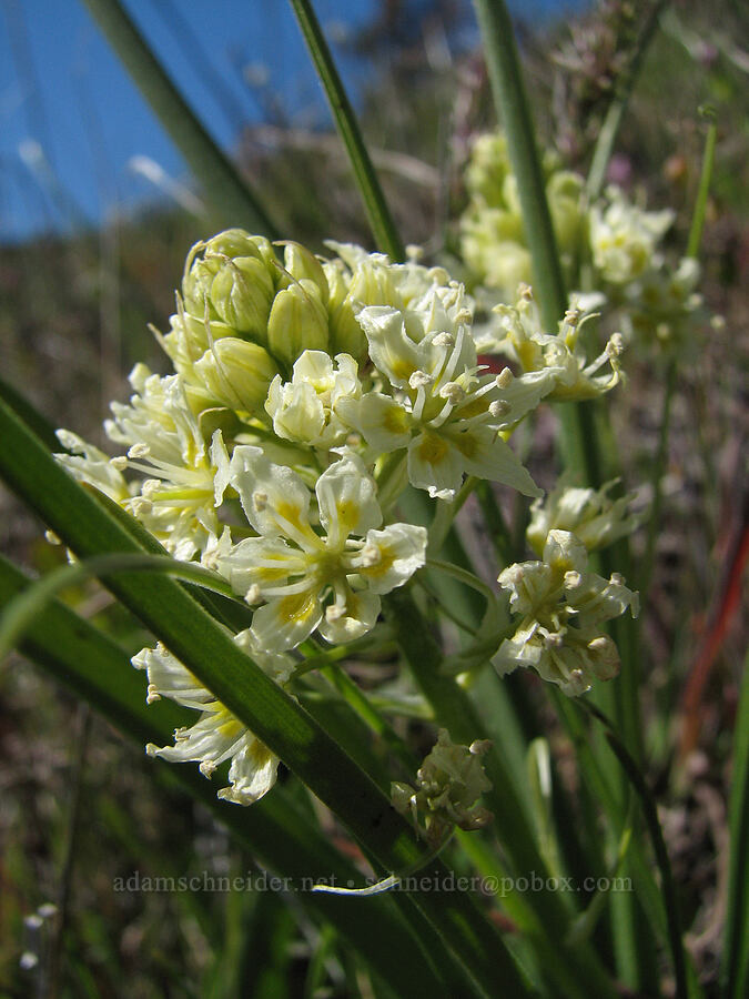 meadow death-camas (Toxicoscordion venenosum (Zigadenus venenosus)) [Catherine Creek, Gifford Pinchot National Forest, Klickitat County, Washington]