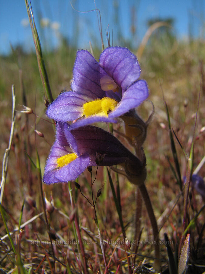naked broomrape (Aphyllon purpureum (Orobanche uniflora)) [Catherine Creek, Gifford Pinchot National Forest, Klickitat County, Washington]