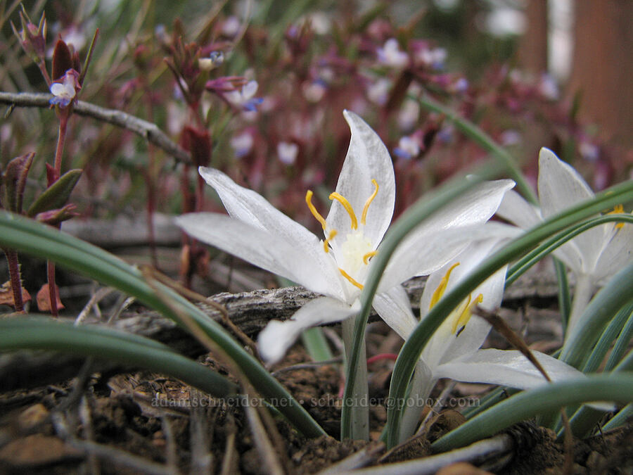 sand lily & small-flowered blue-eyed mary (Leucocrinum montanum, Collinsia parviflora) [Tollgate, Sisters, Deschutes County, Oregon]