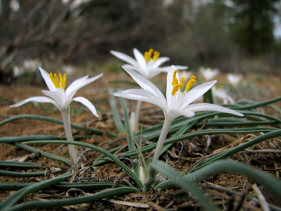 sand lilies (Leucocrinum montanum) [Tollgate, Sisters, Deschutes County, Oregon]