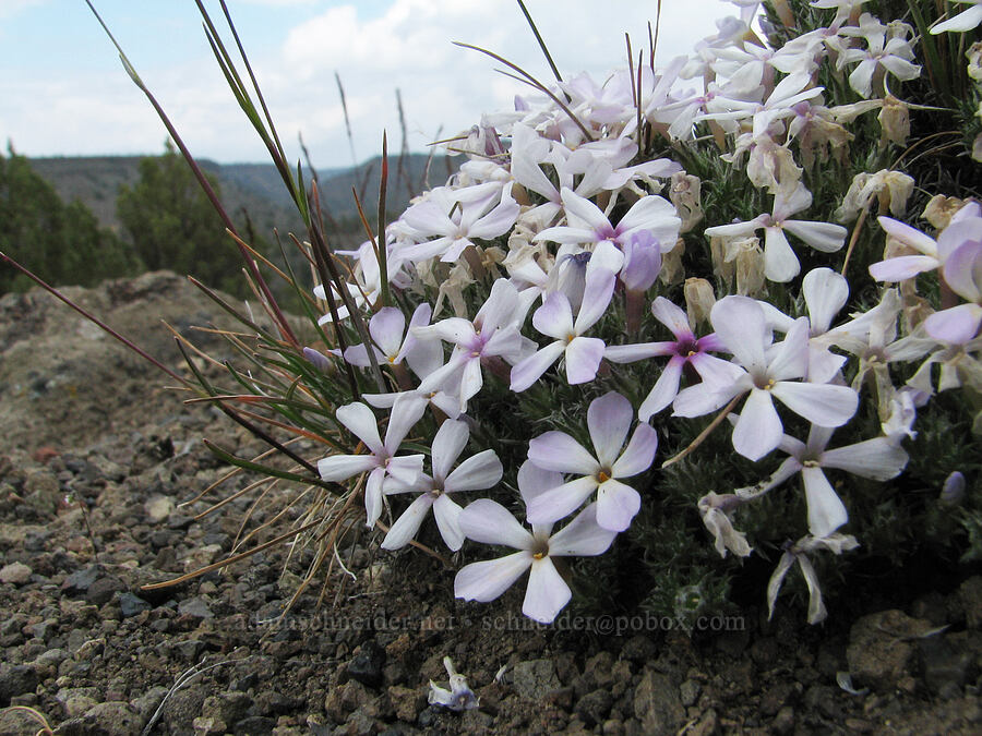 spiny phlox (Phlox hoodii) [Alder Springs Trailhead, Jefferson County, Oregon]