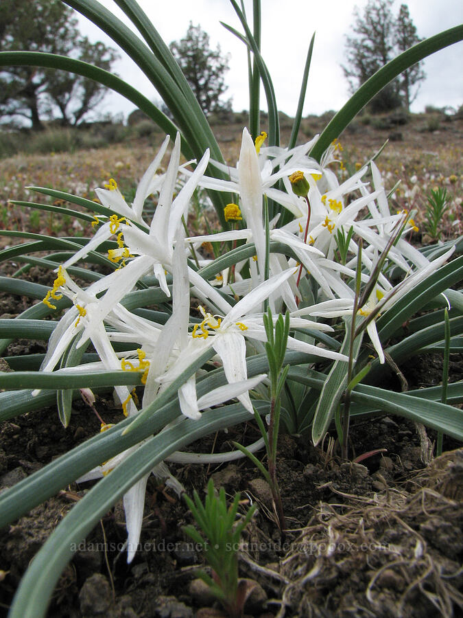 sand lilies (Leucocrinum montanum) [Alder Springs Trail, Jefferson County, Oregon]