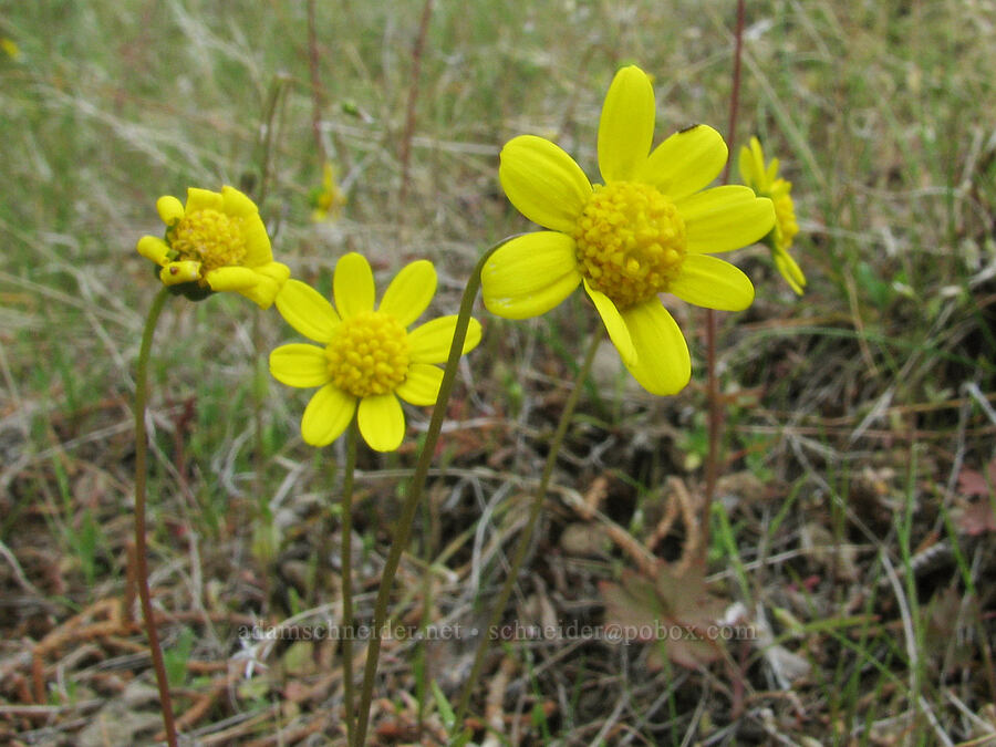 gold stars (Crocidium multicaule) [Alder Springs Trail, Jefferson County, Oregon]