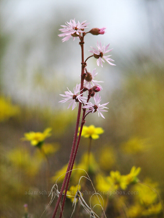 bulbiferous woodland star (Lithophragma glabrum) [Alder Springs Trail, Jefferson County, Oregon]