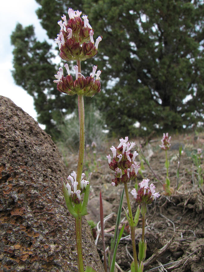 white plectritis (Plectritis macrocera) [Alder Springs Trail, Jefferson County, Oregon]