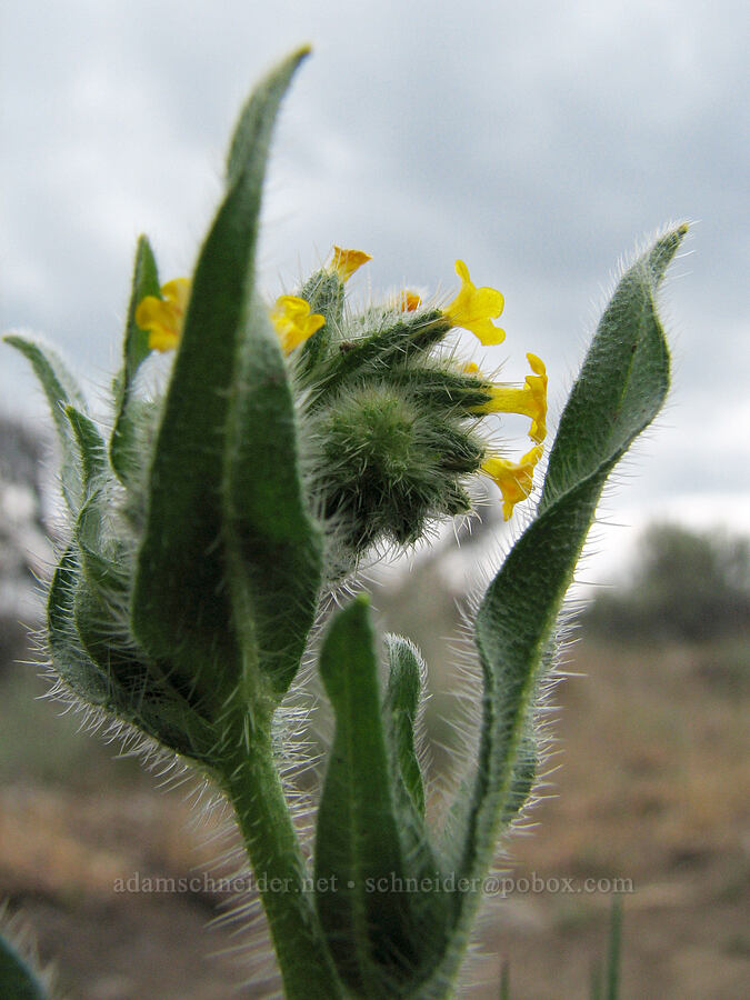 fiddleneck (Amsinckia sp.) [Alder Springs Trail, Jefferson County, Oregon]