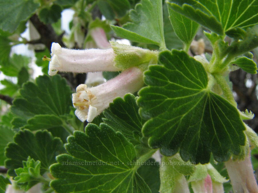 wax currant flowers (Ribes cereum) [Alder Springs Trail, Jefferson County, Oregon]