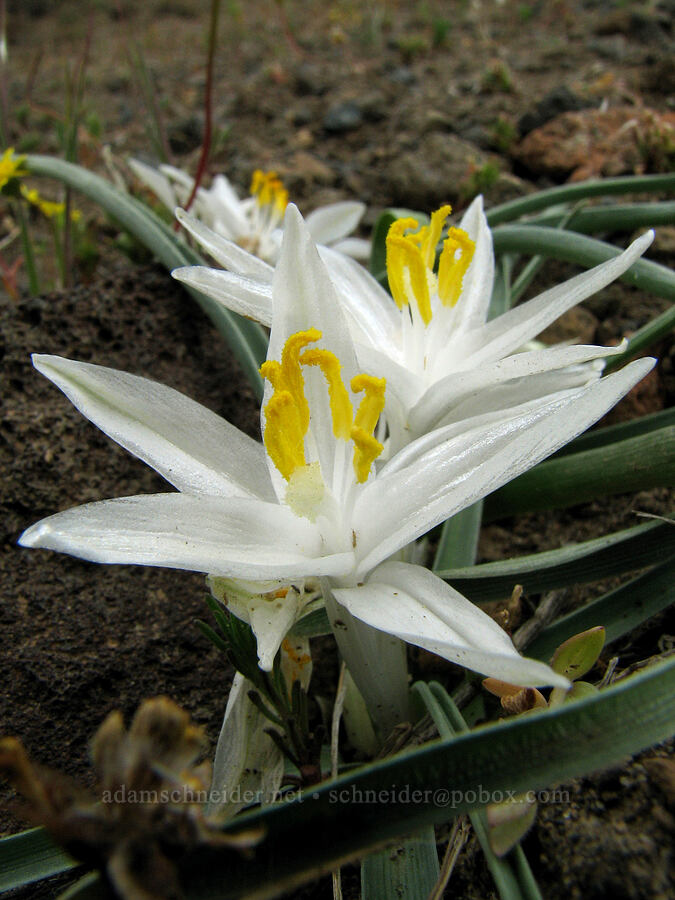 sand lilies (Leucocrinum montanum) [Alder Springs Trail, Jefferson County, Oregon]