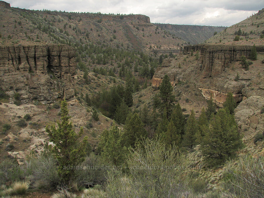 Whychus Creek Canyon [Alder Springs Trail, Jefferson County, Oregon]