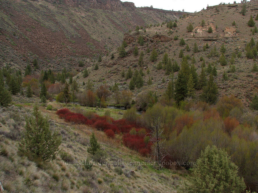 Whychus Creek Canyon [Alder Springs Trail, Jefferson County, Oregon]
