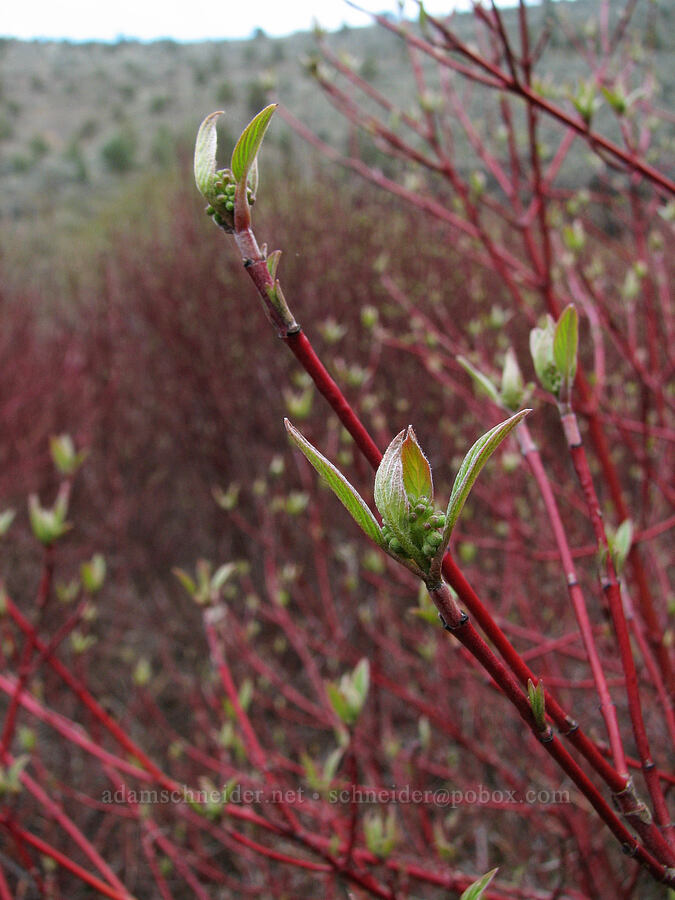 red osier dogwood (Cornus sericea) [Alder Springs Trail, Jefferson County, Oregon]