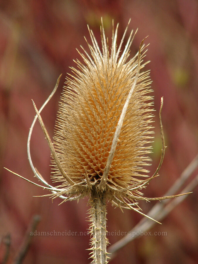 teasel (Dipsacus fullonum (Dipsacus sylvestris)) [Alder Springs Trail, Jefferson County, Oregon]