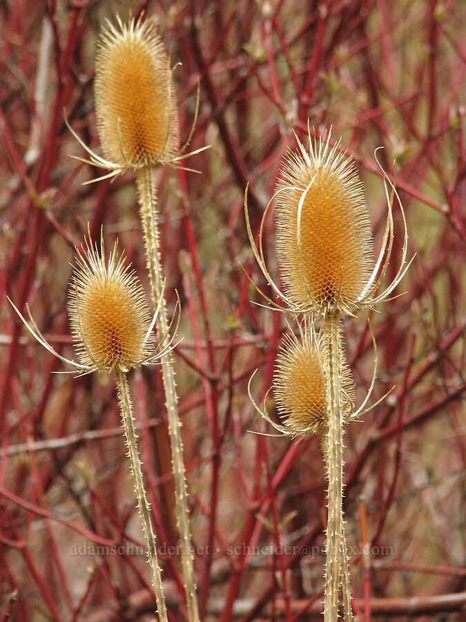 teasel & red osier dogwood (Dipsacus fullonum (Dipsacus sylvestris), Cornus sericea) [Alder Springs Trail, Jefferson County, Oregon]