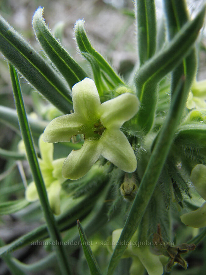 Columbia puccoon (Lithospermum ruderale) [Alder Springs Trail, Jefferson County, Oregon]