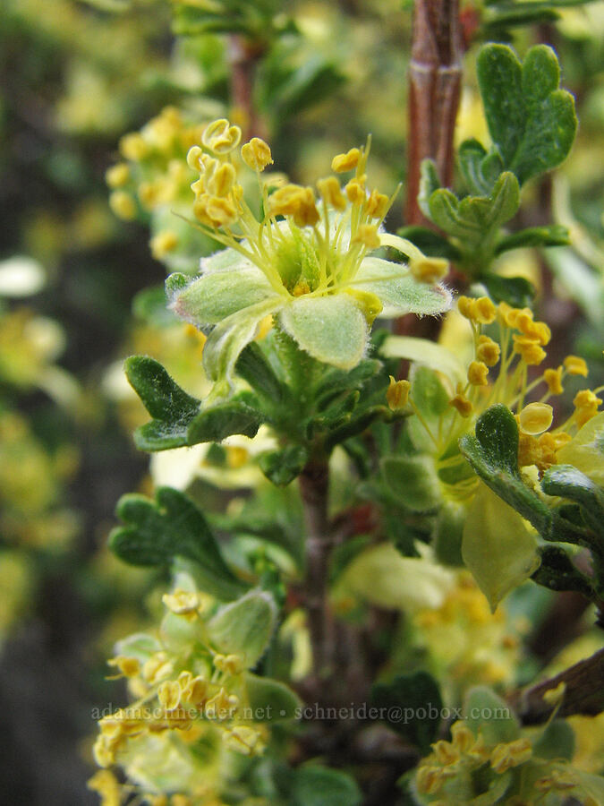 bitterbrush (Purshia tridentata) [Alder Springs Trail, Jefferson County, Oregon]