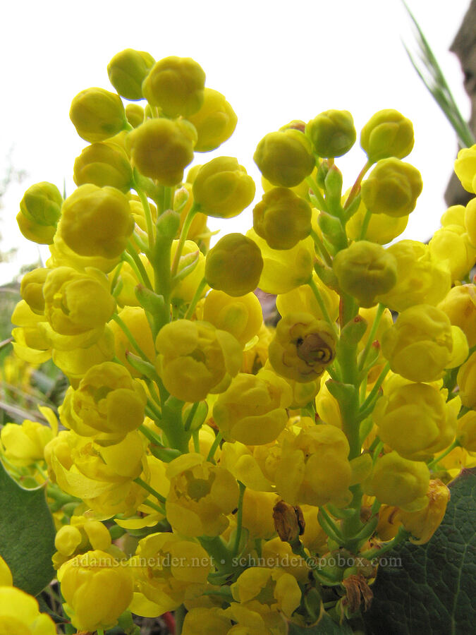Oregon-grape flowers (Mahonia sp. (Berberis sp.)) [Alder Springs Trail, Jefferson County, Oregon]