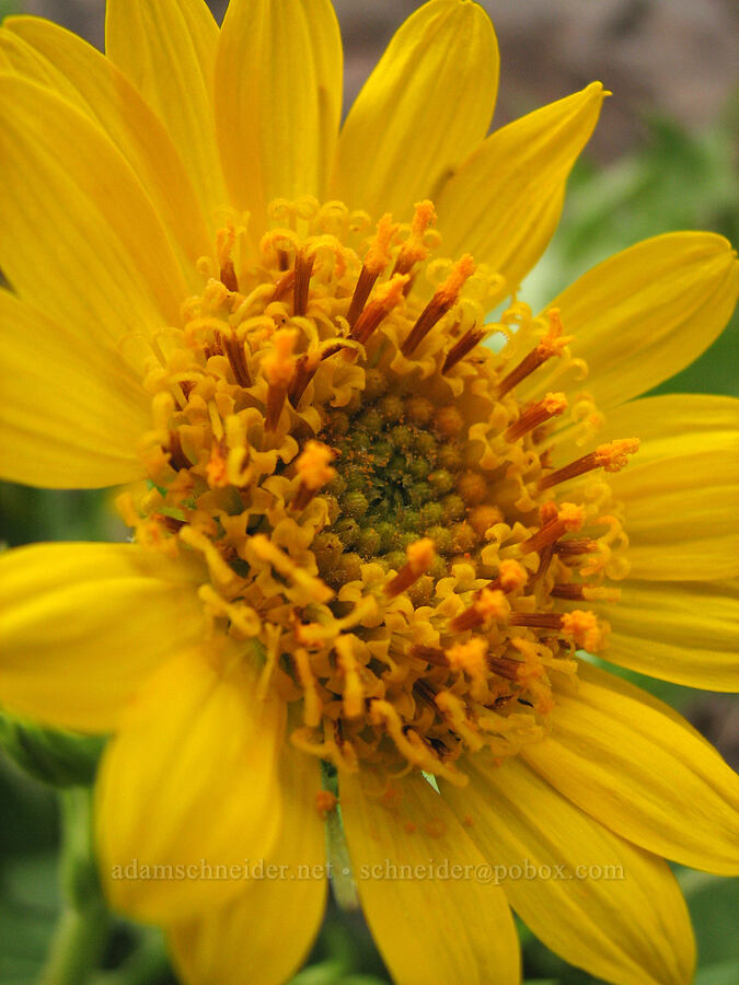 Carey's balsamroot (Balsamorhiza careyana) [Alder Springs Trail, Jefferson County, Oregon]