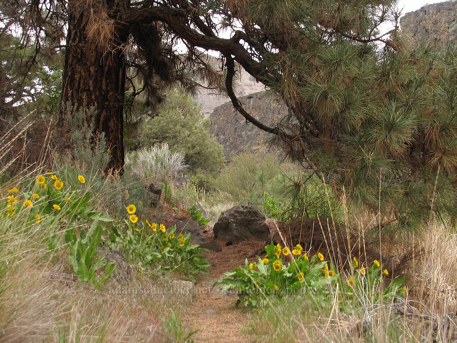 trail through balsamroot (Balsamorhiza careyana) [Alder Springs Trail, Jefferson County, Oregon]