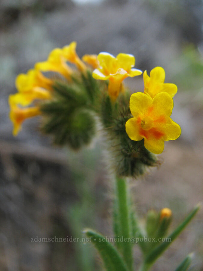 fiddleneck (Amsinckia menziesii) [Alder Springs Trail, Jefferson County, Oregon]