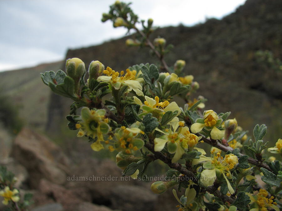 bitterbrush (Purshia tridentata) [Alder Springs Trail, Jefferson County, Oregon]