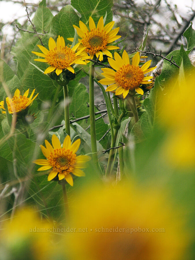 Carey's balsamroot (Balsamorhiza careyana) [Alder Springs Trail, Jefferson County, Oregon]