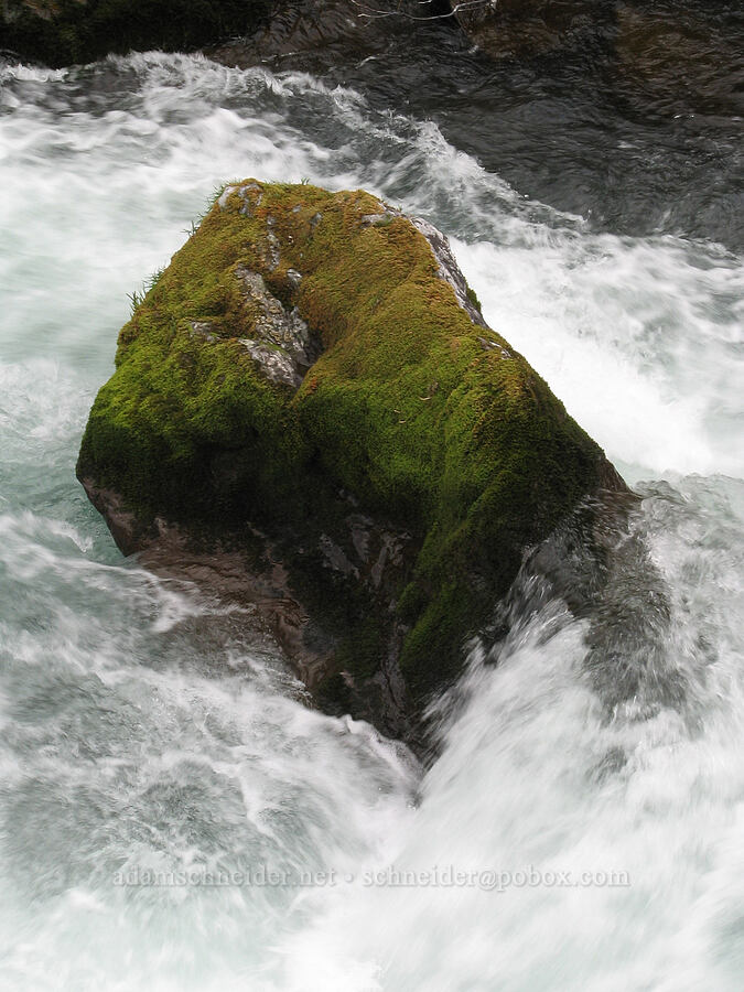 whitewater in the Deschutes River [Alder Springs Trail, Jefferson County, Oregon]