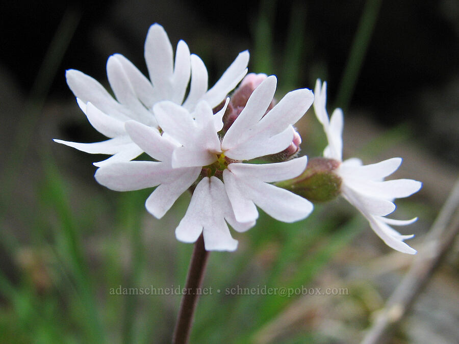 prairie star (Lithophragma parviflorum) [Alder Springs Trail, Jefferson County, Oregon]