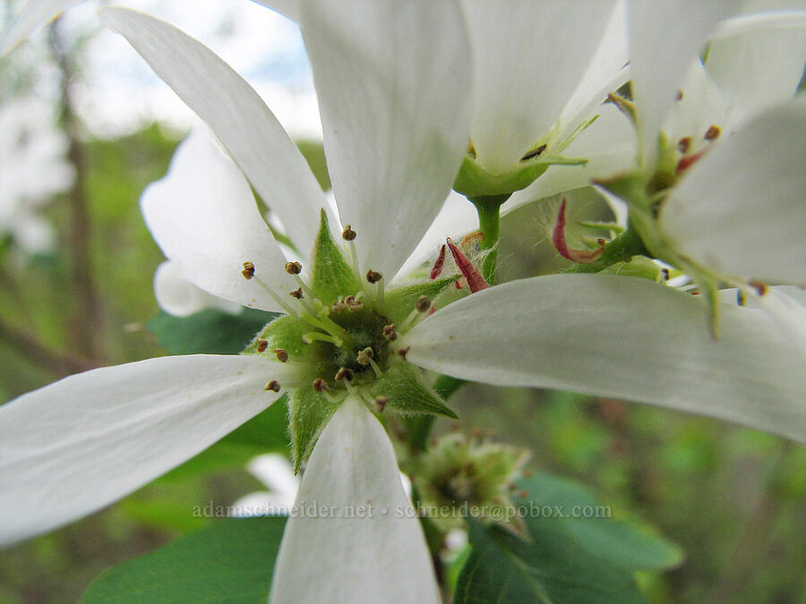 serviceberry blossoms [Alder Springs Trail, Jefferson County, Oregon]