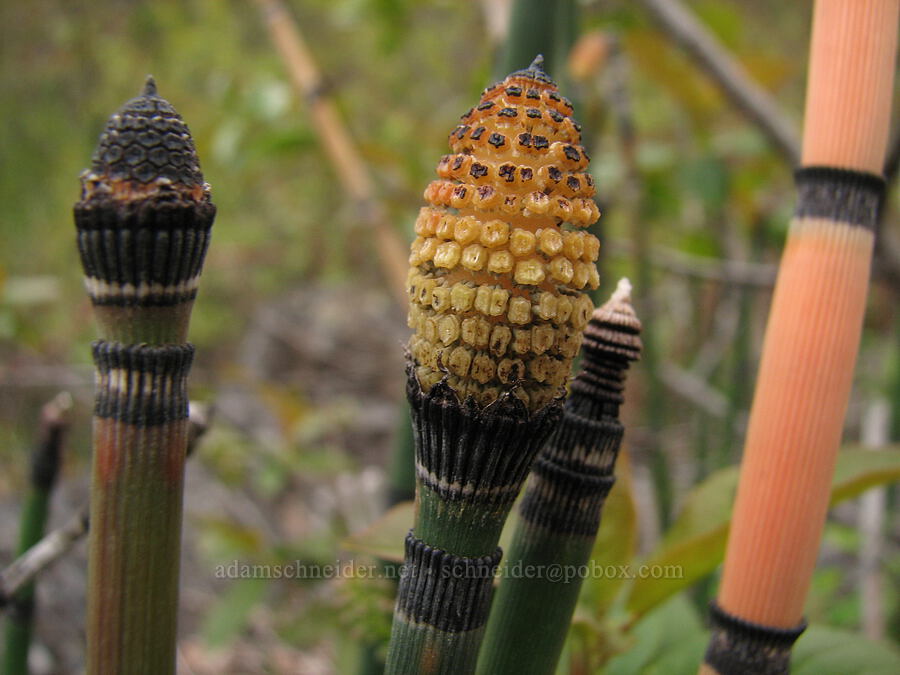 smooth horsetails (Equisetum laevigatum) [Alder Springs Trail, Jefferson County, Oregon]