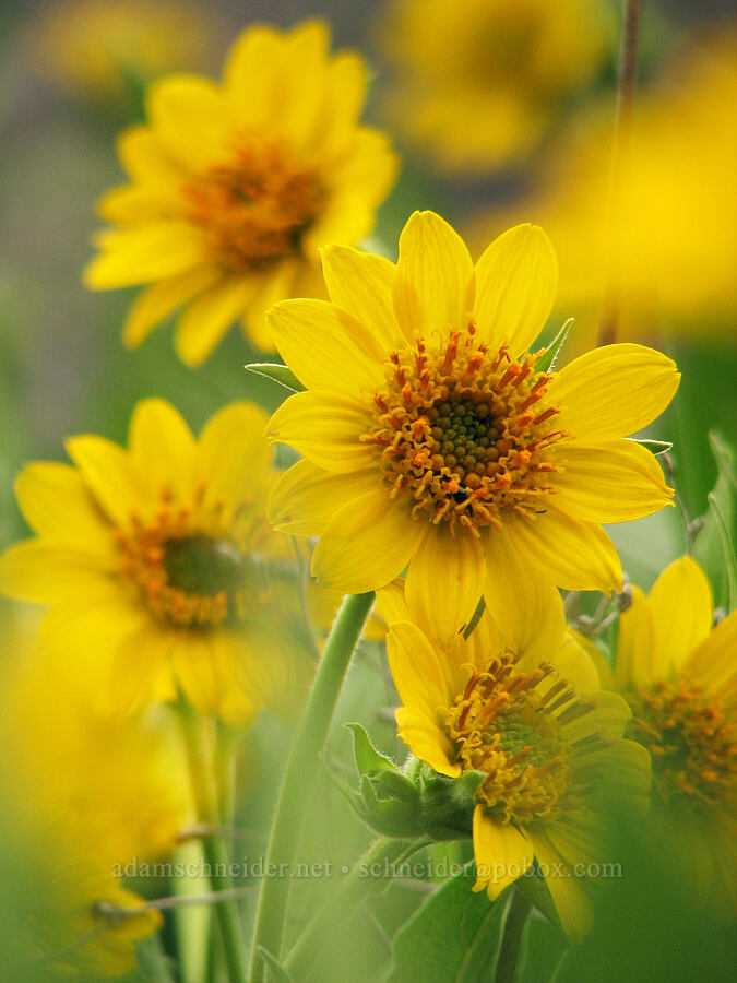 Carey's balsamroot (Balsamorhiza careyana) [Alder Springs Trail, Jefferson County, Oregon]